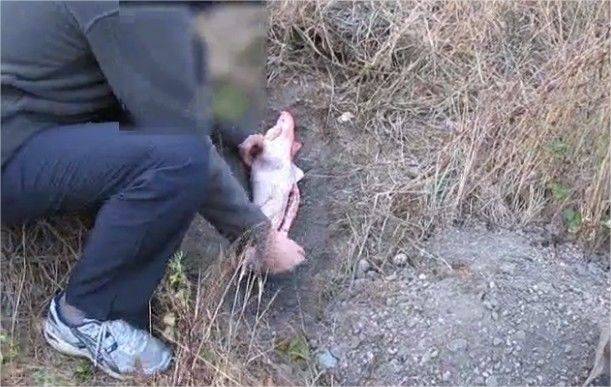 Islamophobie sur Internet : entre &laquo;&nbsp;opération cochon&nbsp;&raquo; et appel à égorger les musulmans