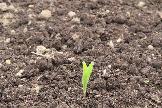 C&rsquo;est le printemps ! optez pour le green et semez votre potager