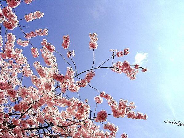 Fleurs