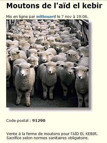 mouton-aid-kebir Aid el kebir / Aid el Adha