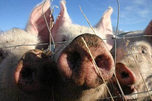 Porc Porc cochon