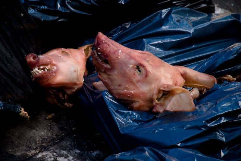 Têtes de porc déposées sur le chantier de la mosquée
