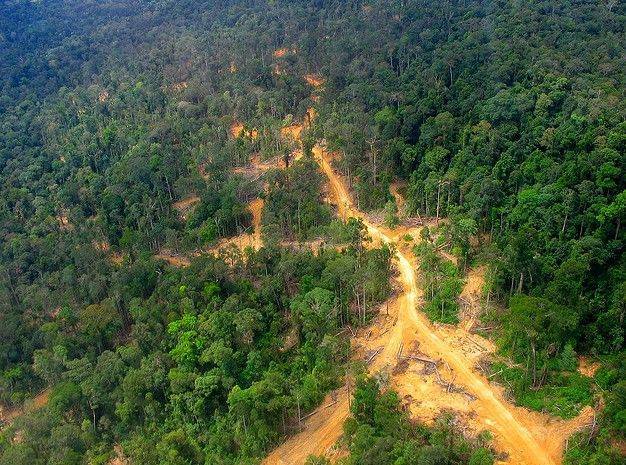 Foret Indonésienne Foret Indonésienne