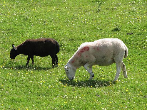 mouton aid Arabie saoudite