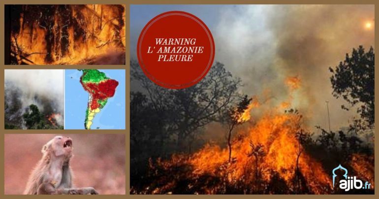 Résultat de recherche d'images pour "amazonie en feu"
