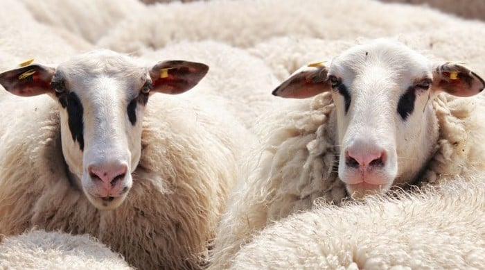 Aïd al adha 2019 : les secrets d'un sacrifice réussi...