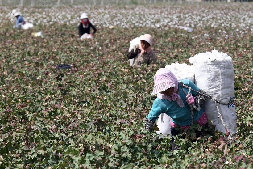 Des centaines de milliers d'ouïghours forcés à travailler dans les champs de coton Des centaines de milliers d'ouïghours forcés à travailler dans les champs de coton