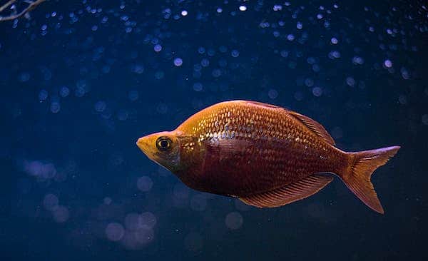Ajib soir : Je suis plus heureux qu’un poisson dans l’eau Ajib soir : Je suis plus heureux qu’un poisson dans l’eau